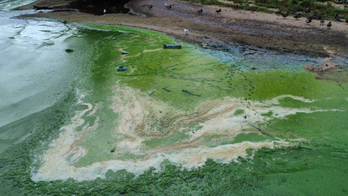 Algae-at-Lough-Neagh.-Credit-Save-Lough-Neagh-group-1200x675 Rally held at Lough Neagh as blue-green algae returns