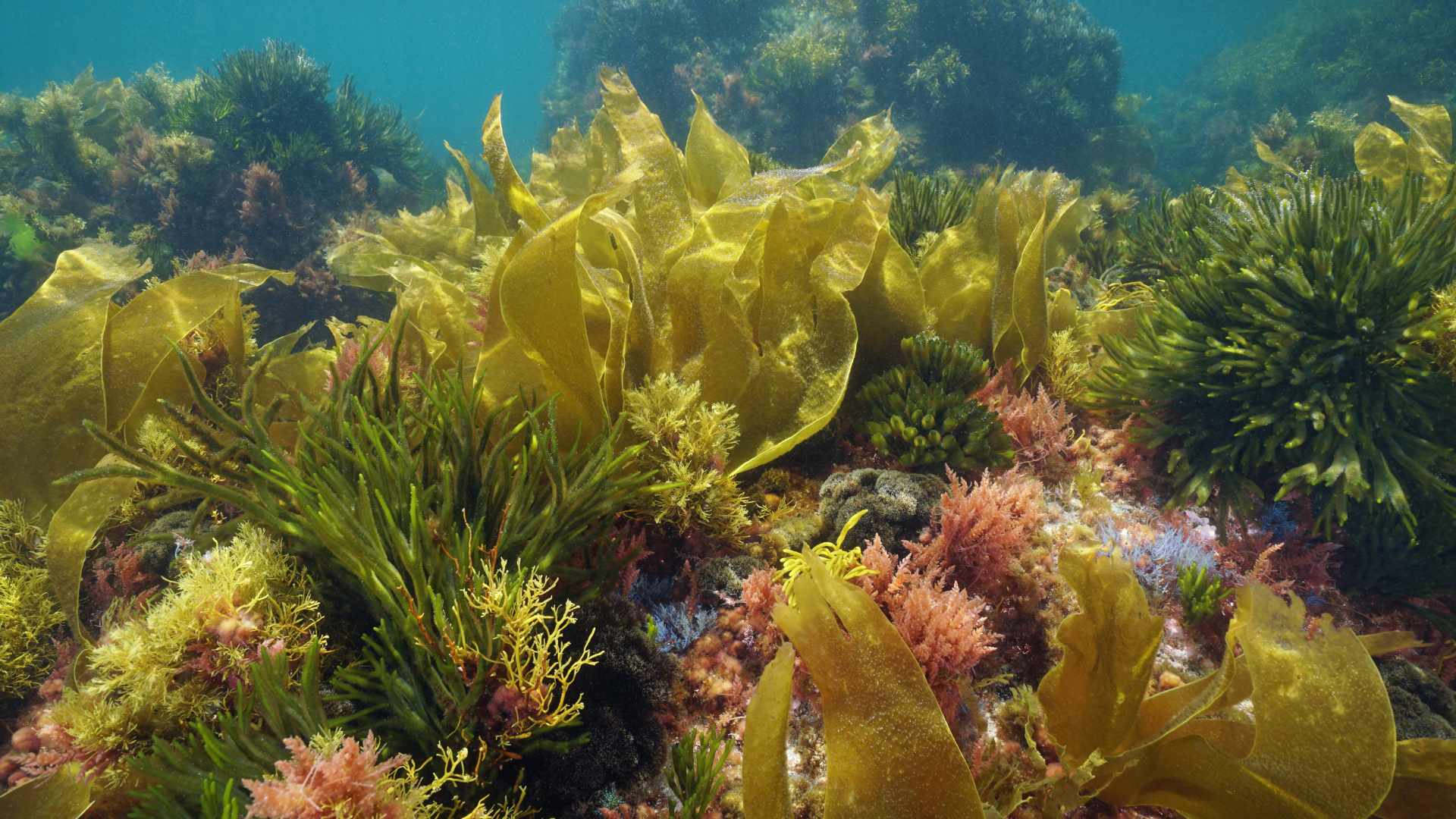 Algae