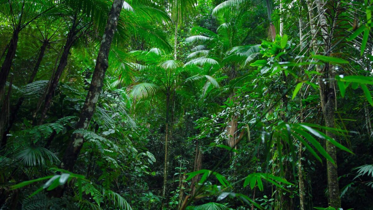 Amazon-Rainforest-1200x675 Amazon Rainforest Faces Risk of Large-Scale Dieback