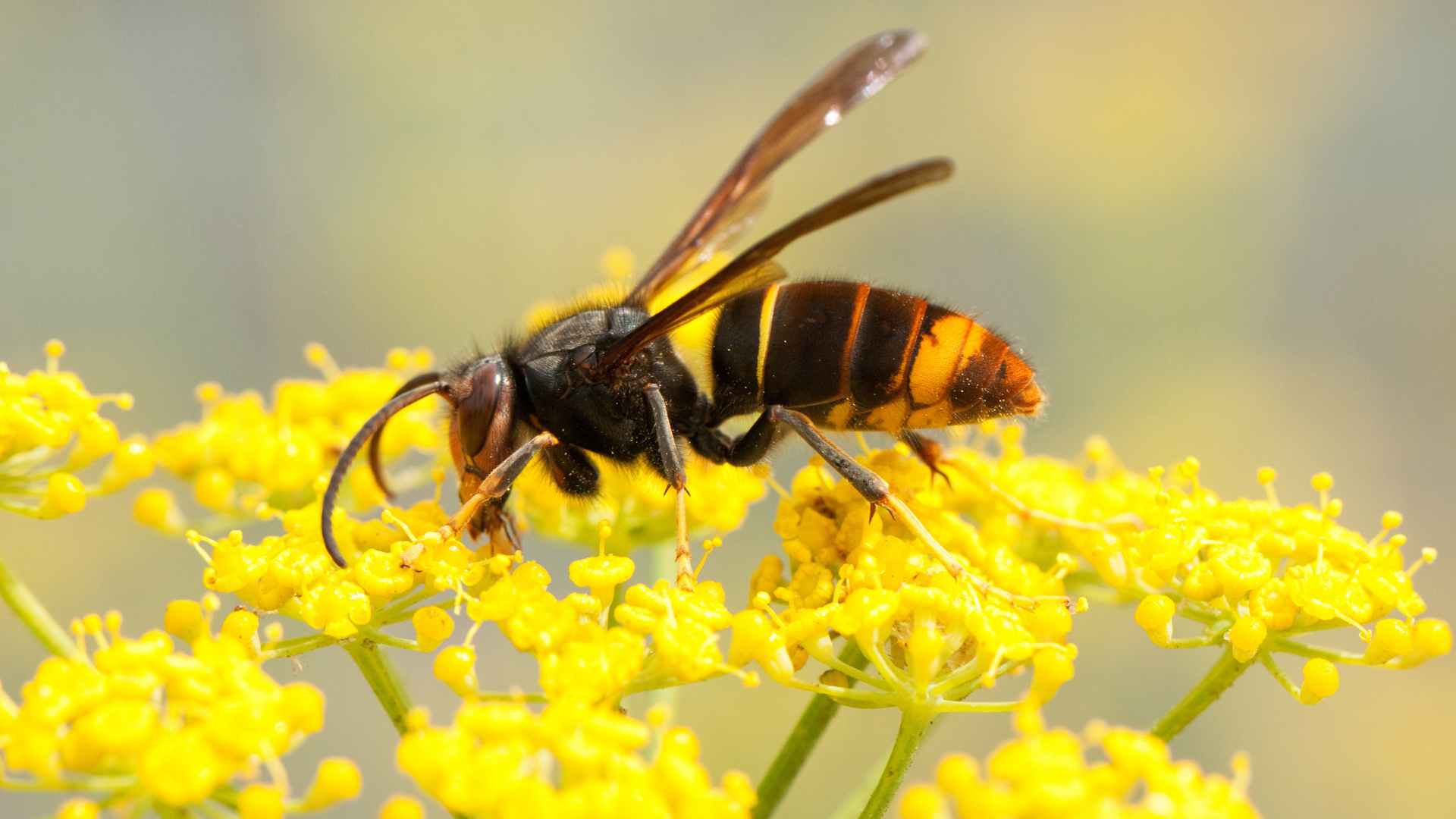 Asian Hornet