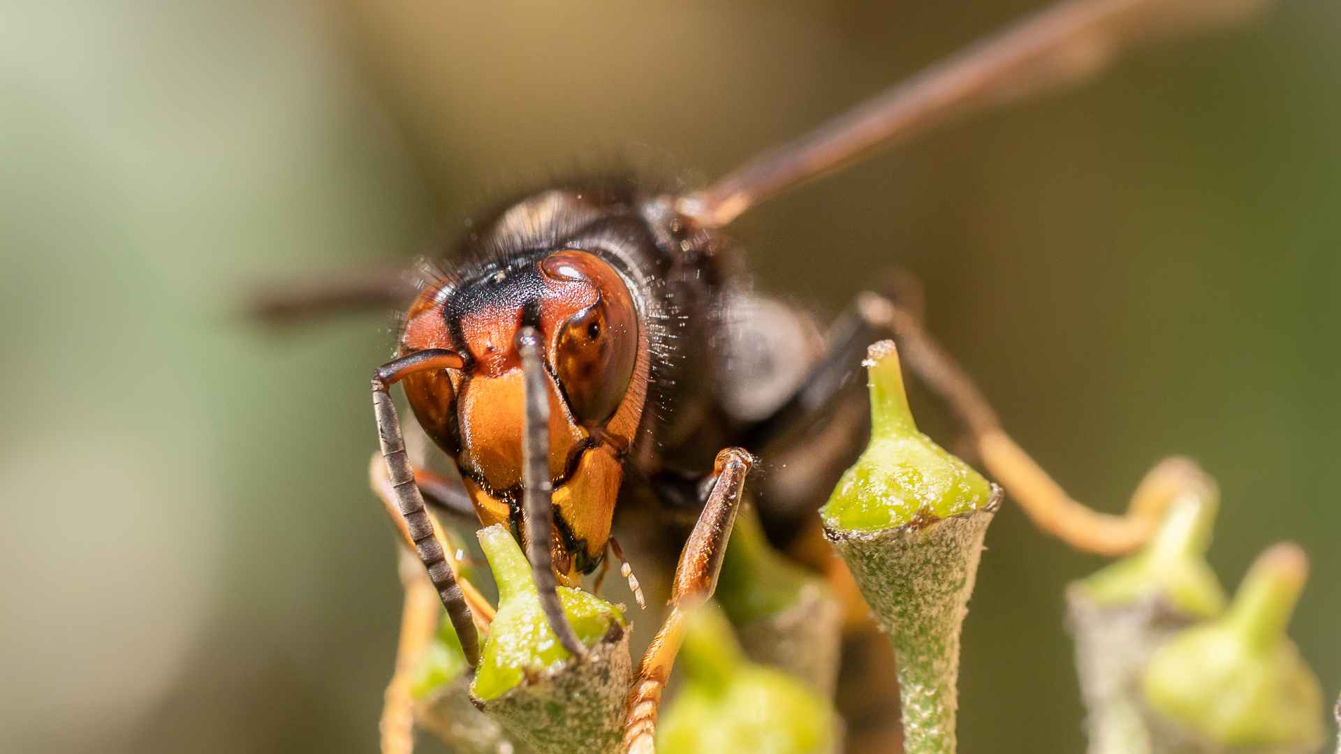 Asian Hornet