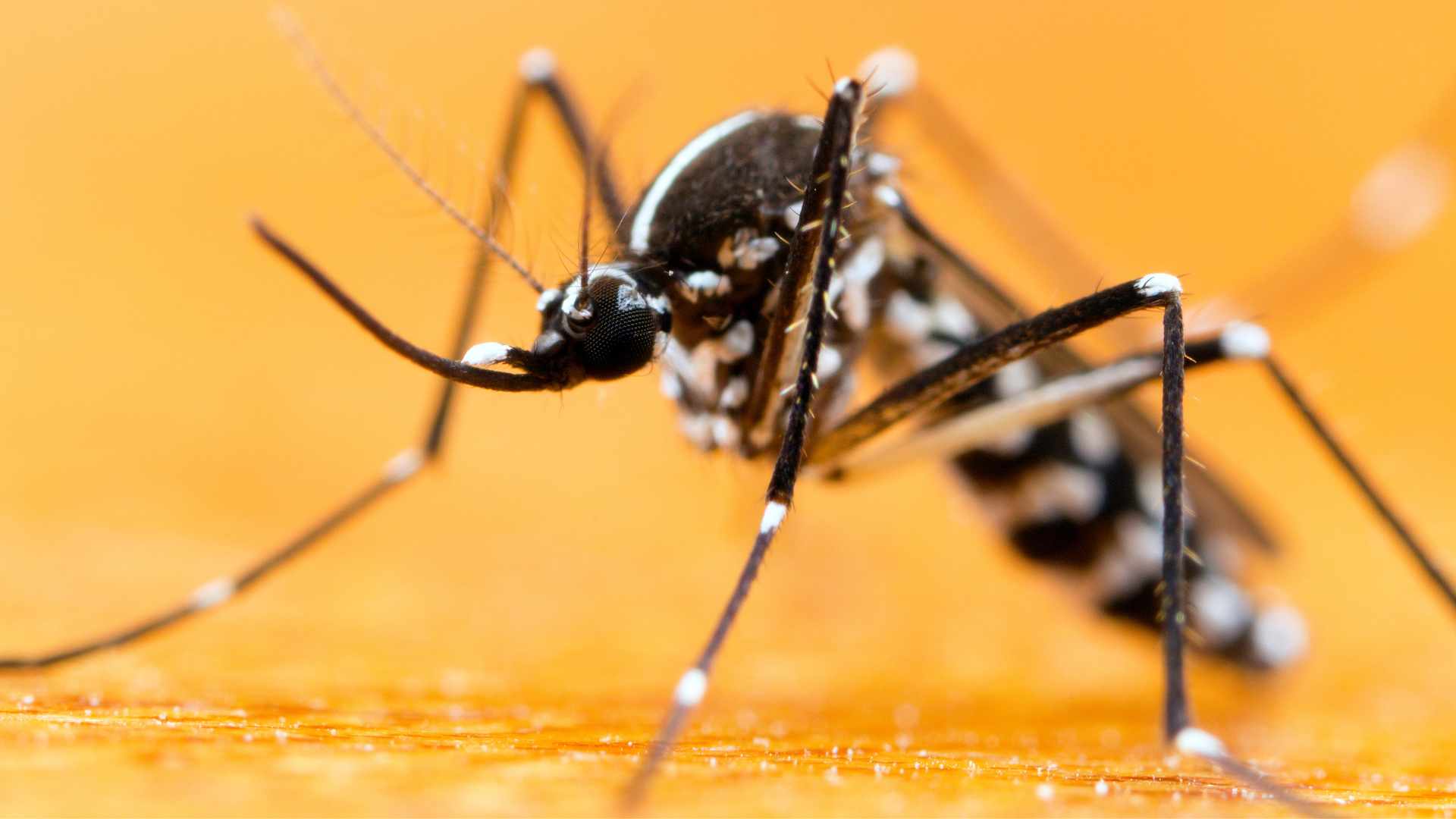 Asian tiger mosquito