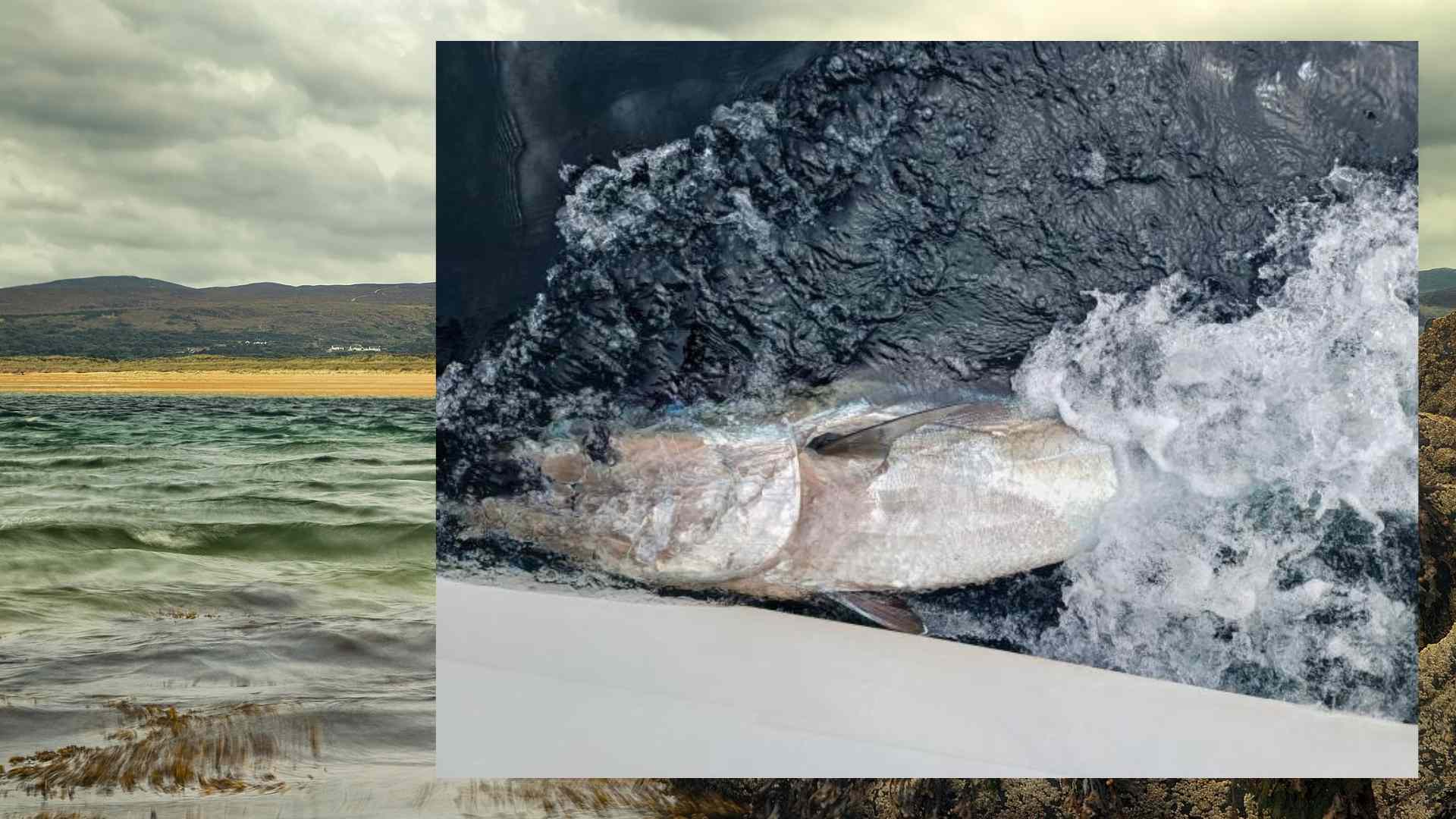 Atlantic bluefin tuna