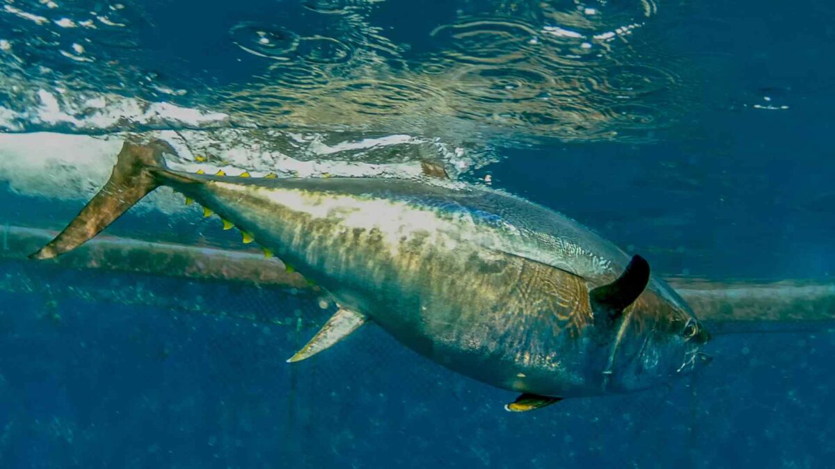Atlantic-bluefin-tuna-1200x675 First Atlantic Bluefin Tuna of 2025 Tagged in Donegal Bay