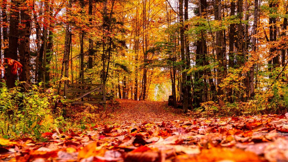 Autumn-1-1200x675 Meteorological Autumn Begins in Ireland on Monday