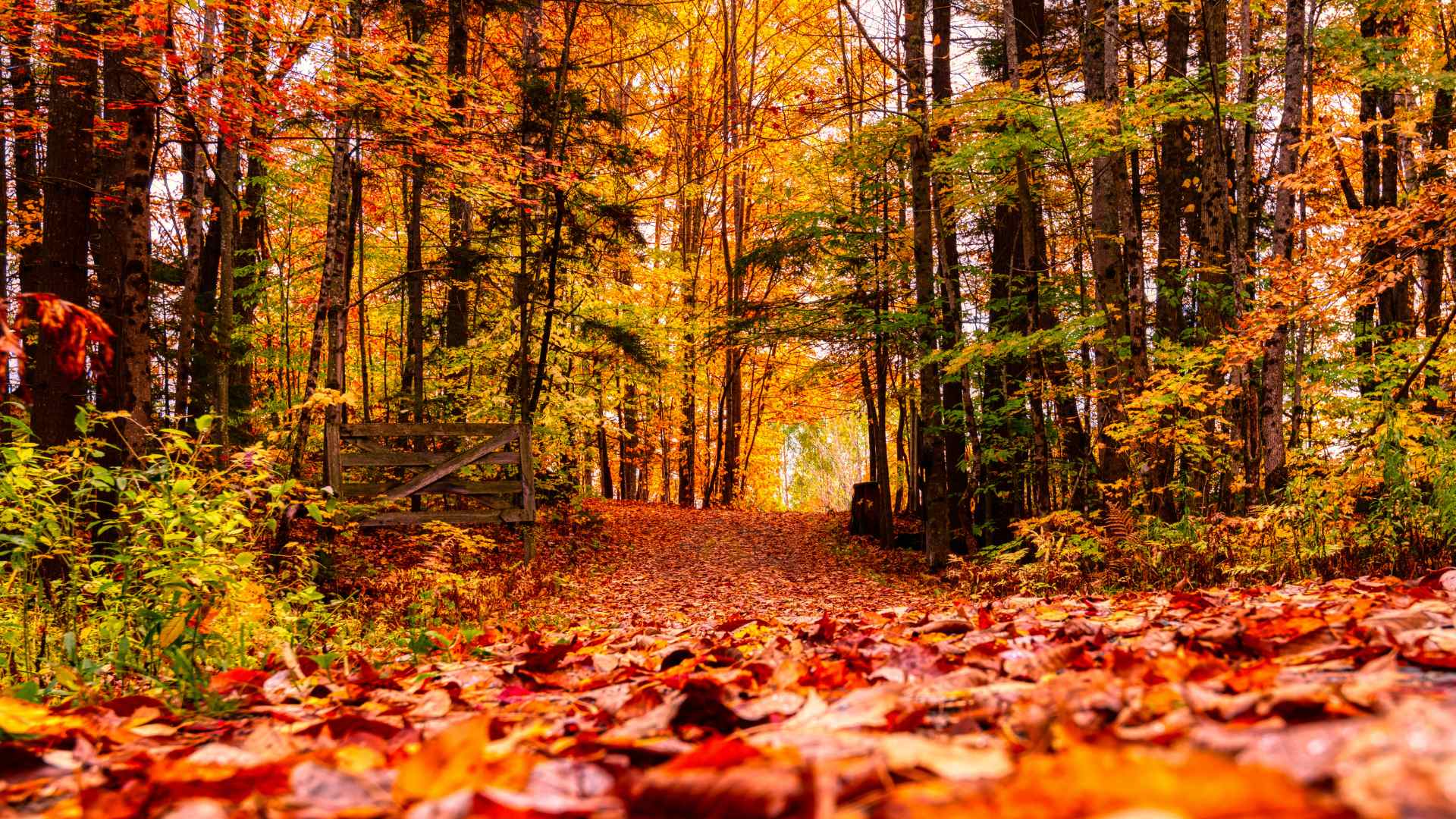 Autumn