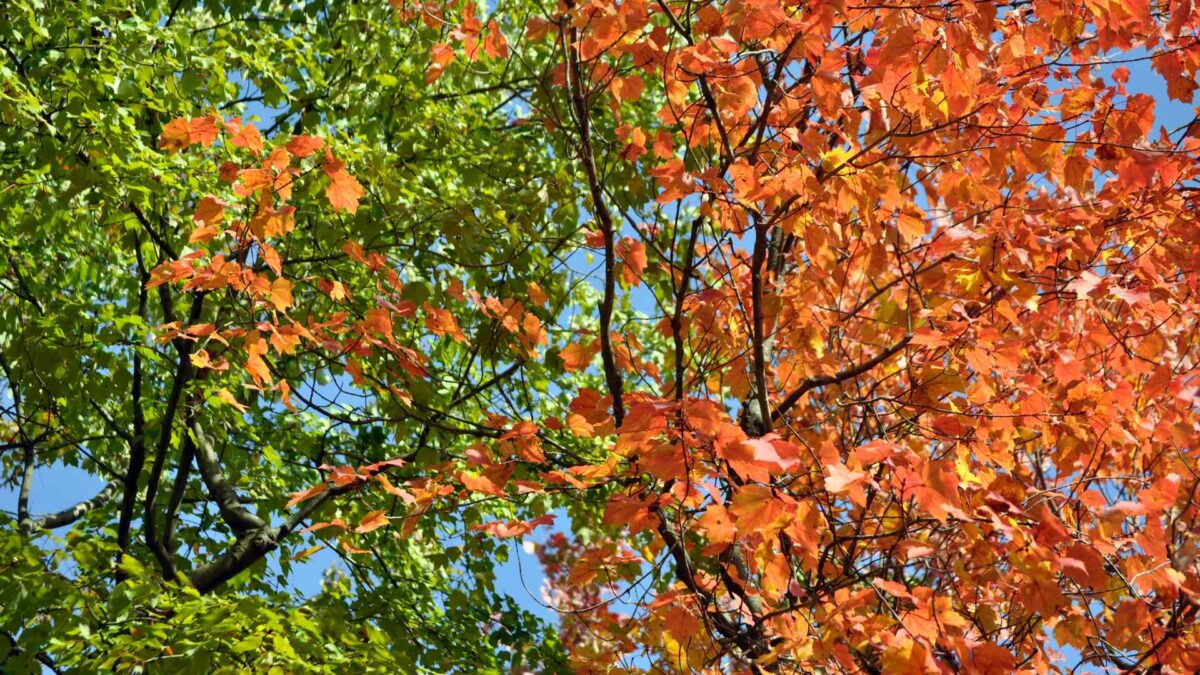 Autumn-1200x675 Why August 1st Isn’t the Real Start of Autumn in Ireland