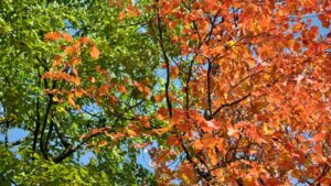 Autumn