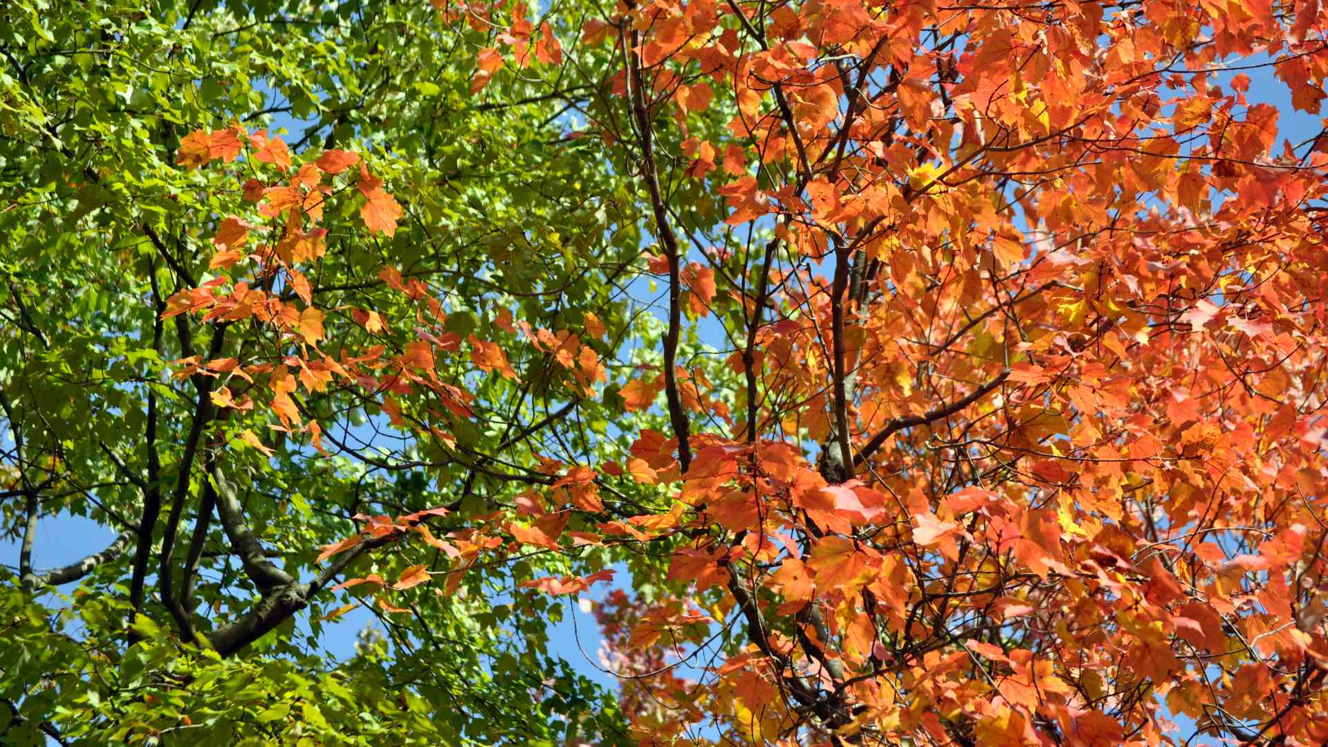 Autumn