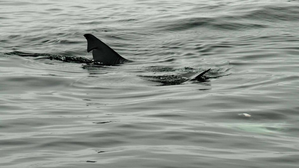 Basking-Shark-1200x675 Loop Head Becomes Hotspot for Basking Shark Activity