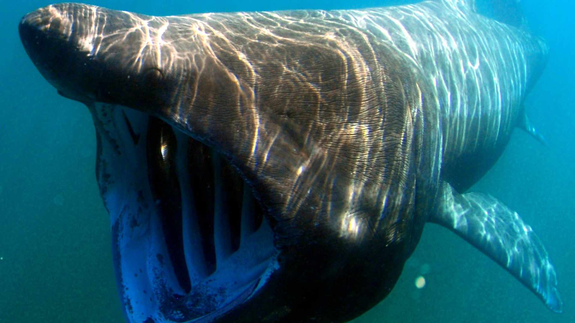 Basking shark