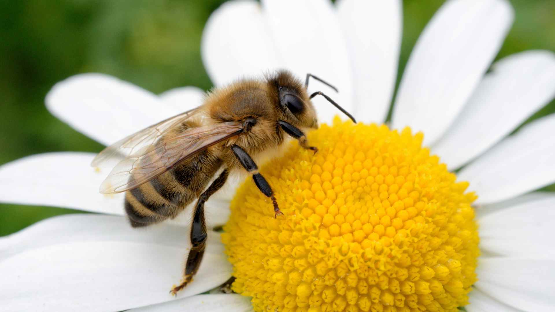 Biodiversity