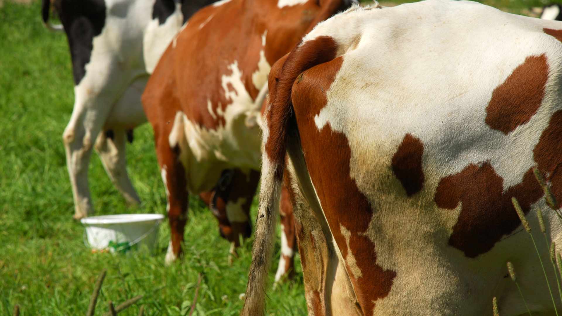 Cattle