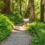 Coillte forest trail
