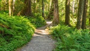 Coillte forest trail
