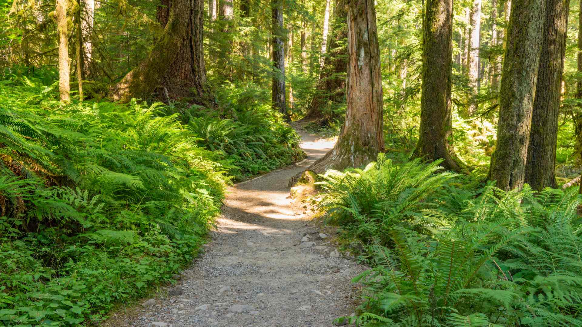 Coillte forest trail