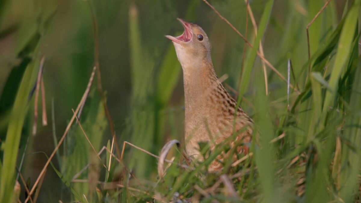 Corncrake-Crex-crexx-1200x675 ‘Island of the white cow’ welcomes cattle for first time in 25 years
