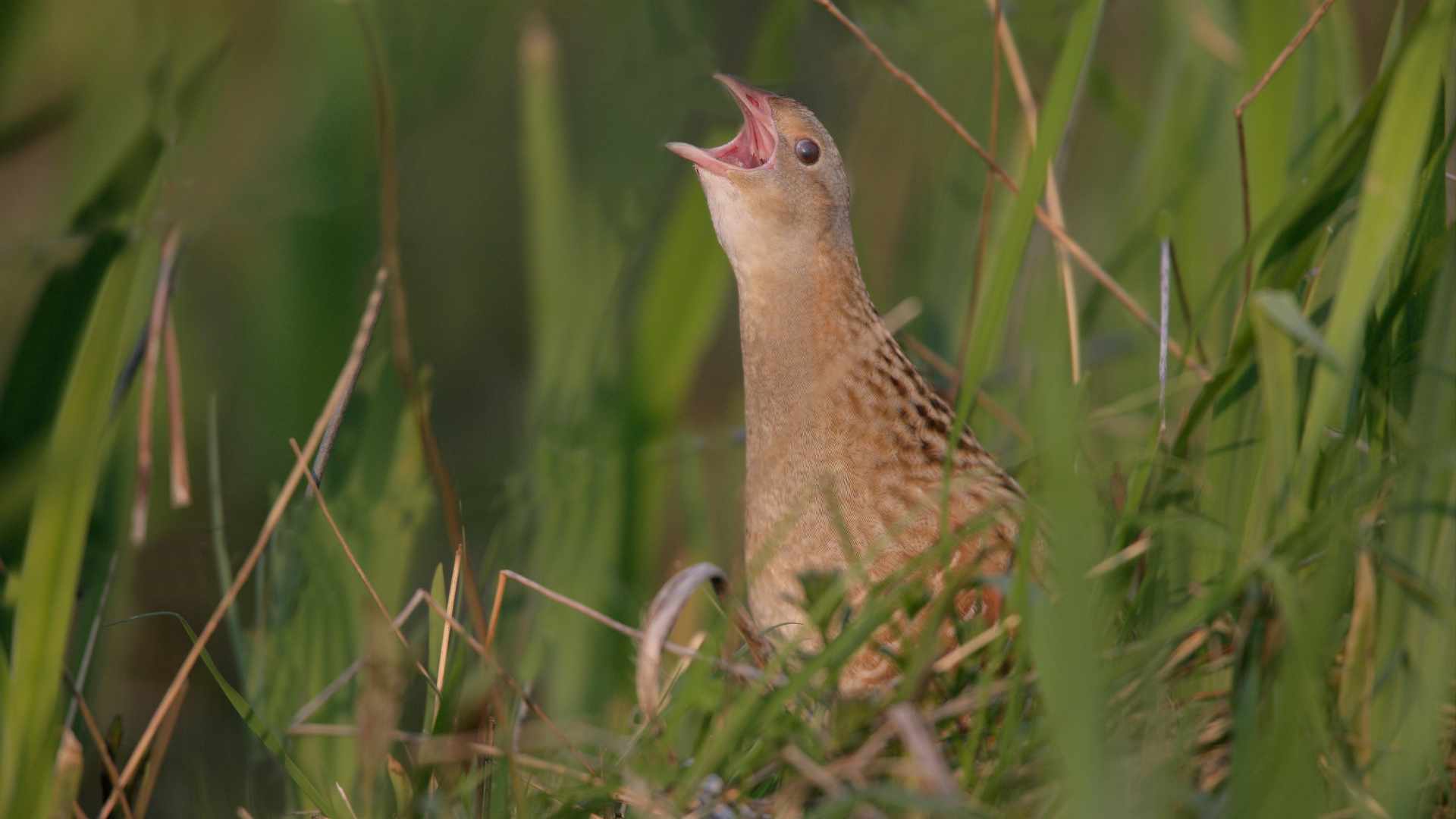 Corncrake