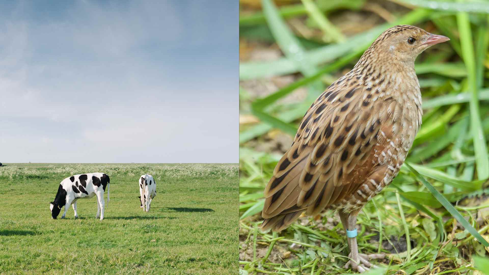 Cow, corncrake