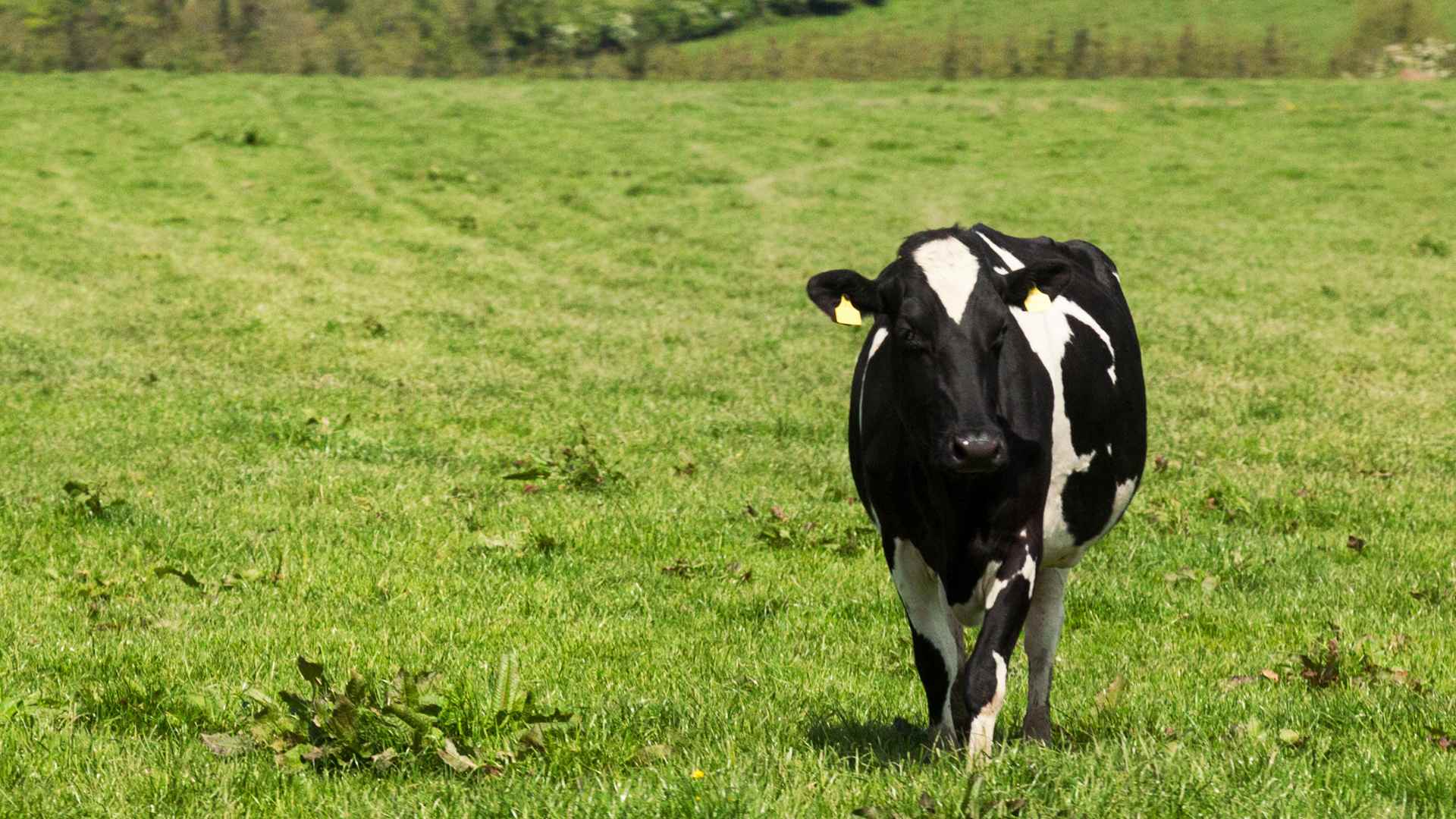 Cow