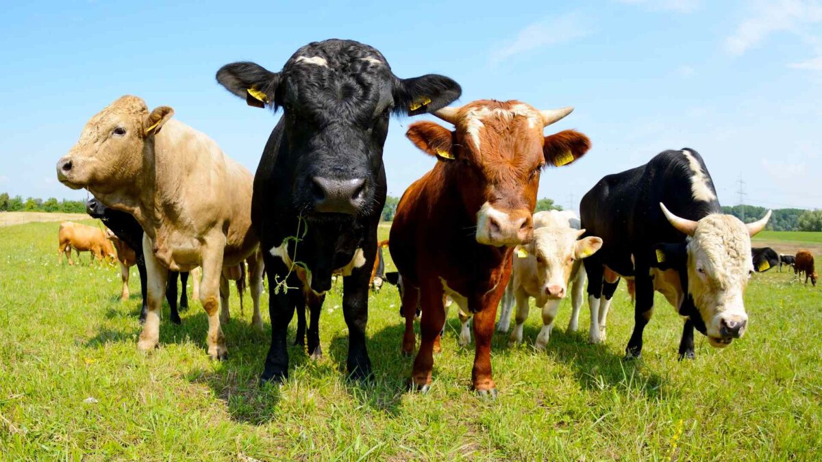 Cows-Ireland-1200x675 Scientists Criticise Irish Methane Targets as ‘Unfair’