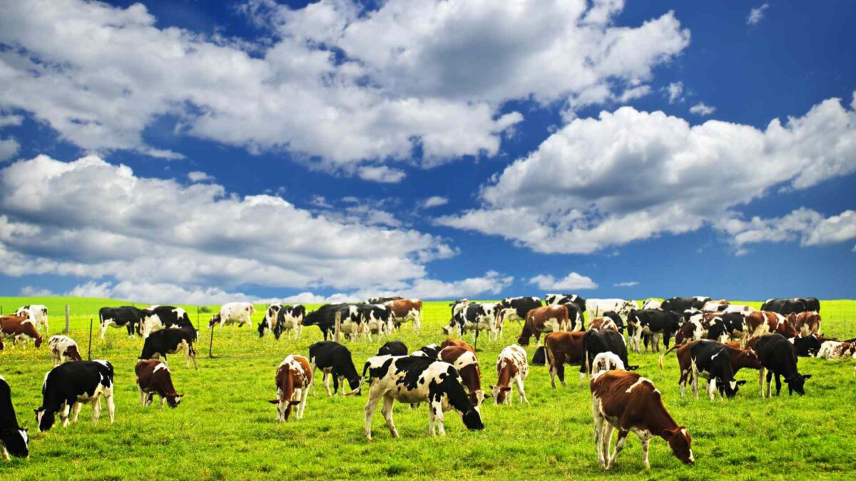 Cows-in-Pasture-1200x675 Scientists Criticise Irish Methane Targets as ‘Unfair’