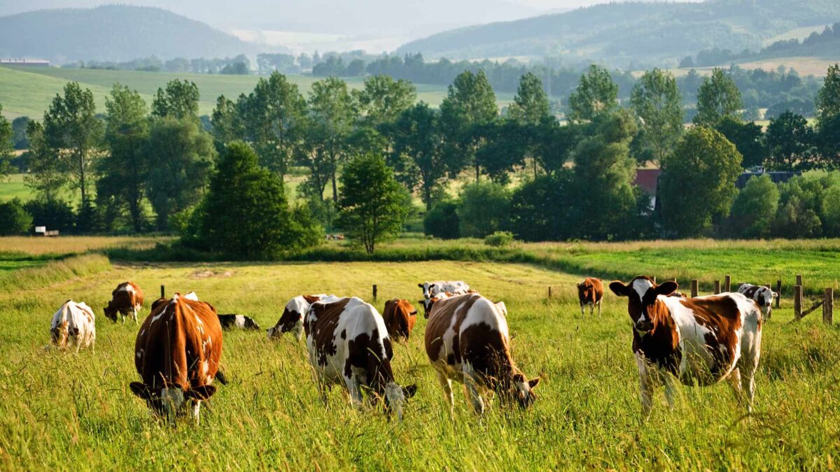 Cows-on-an-Irish-farm-1200x675 Environmental Scheme Approaches Scorecard Deadline