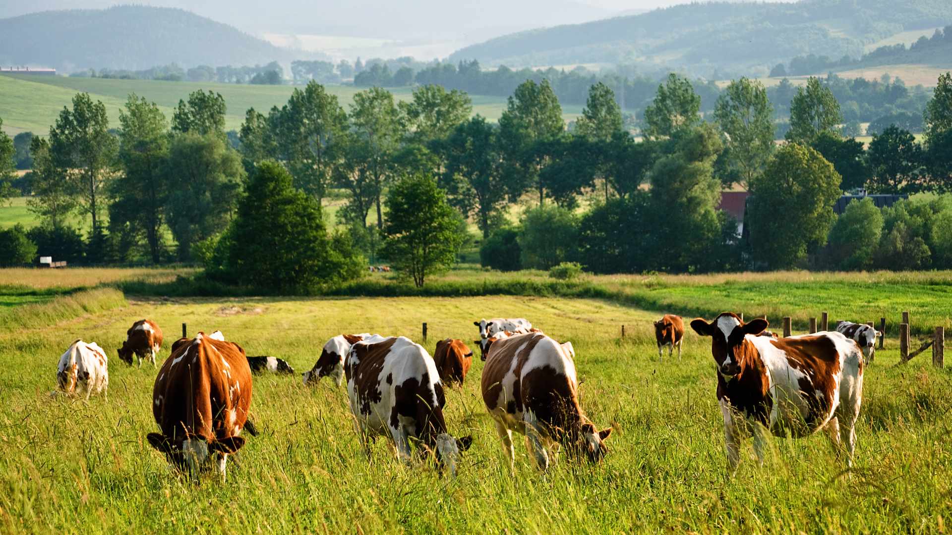 Cows on an Irish farm
