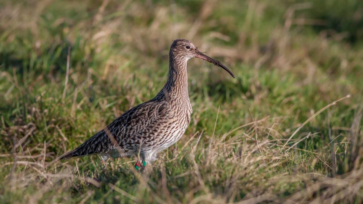Curlew-1200x675 Public Consultation Opens on Biodiversity Plan