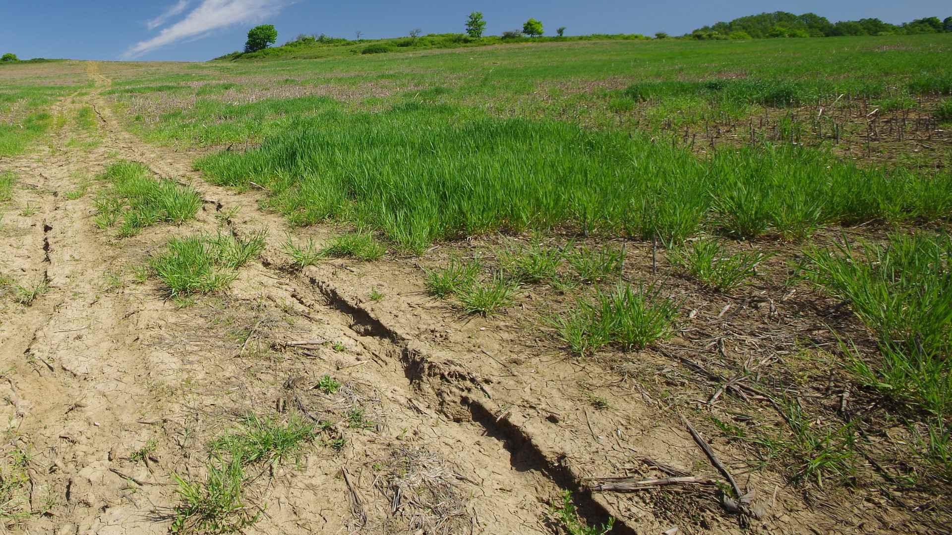 Dry field