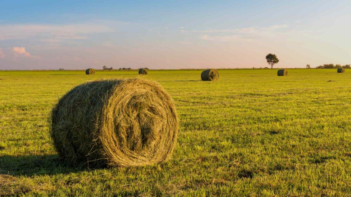 Fodder-1200x675 5% of Farms Face Serious Fodder Shortages