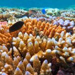 Great Barrier Reef