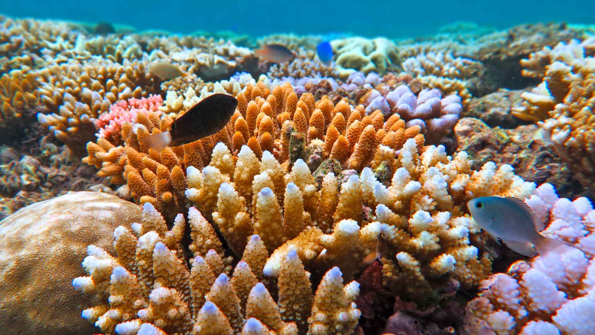 Great Barrier Reef
