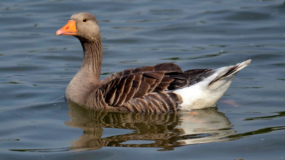 Greylag-goose-1200x675 Irish Birdwatchers Urged to Report Rare Summer Breeders