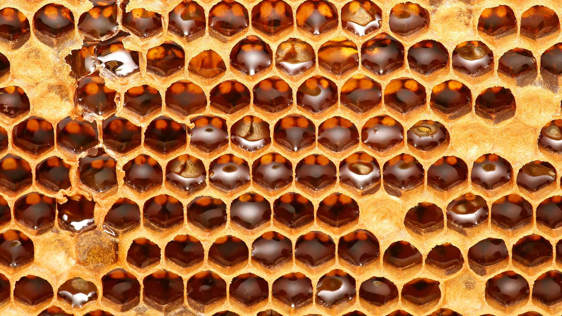 Honey making
