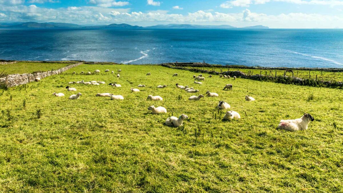 Irish-farm-1200x675 Above-Normal Sunshine to Push Up SMDs