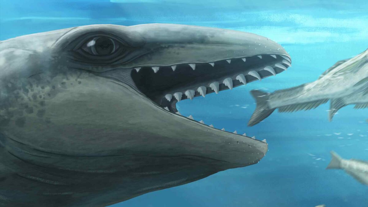 Janjucetus-dullardi-1-1200x675 Ancient ‘shark whale’ found off Victoria’s Surf Coast