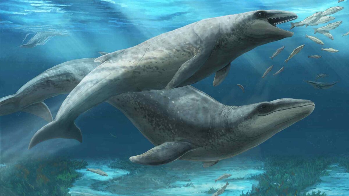 Janjucetus-dullardi-1200x675 Ancient ‘shark whale’ found off Victoria’s Surf Coast