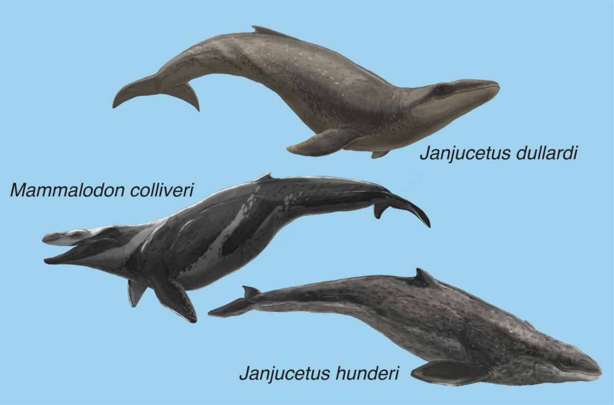 Janjucetus-dullardi-family.-Artwork-by-Ruairidh-Duncan-1200x792 Ancient ‘shark whale’ found off Victoria’s Surf Coast