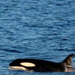Killer Whale