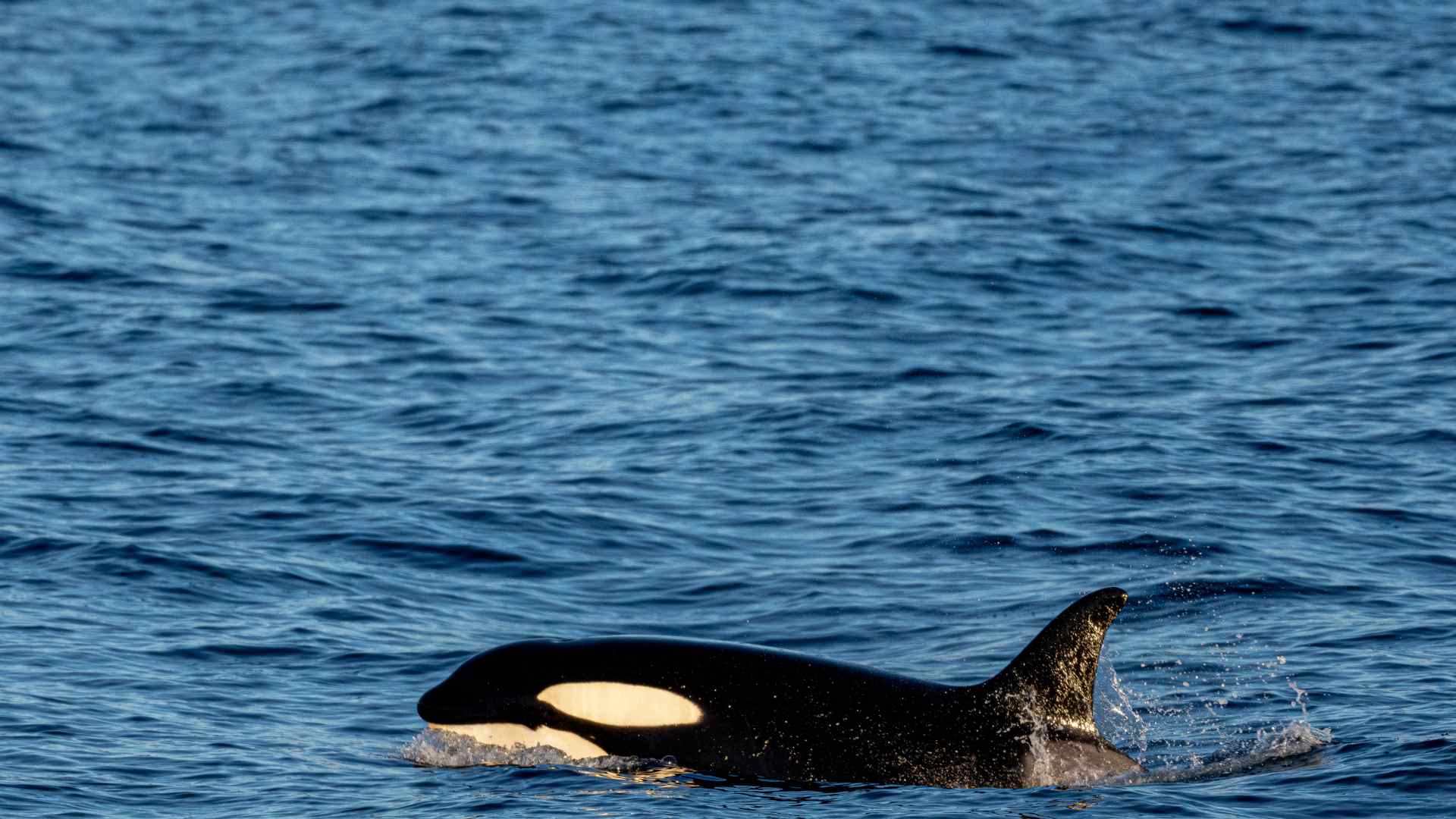Killer Whale
