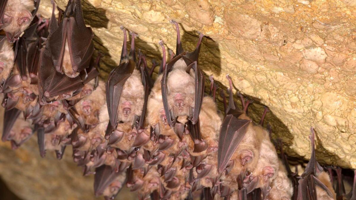 Lesser-Horseshoe-Bat-1-1200x675 New Bat Roost Opens at Historic Galway Park