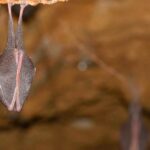 Lesser Horseshoe Bat