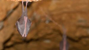 Lesser Horseshoe Bat