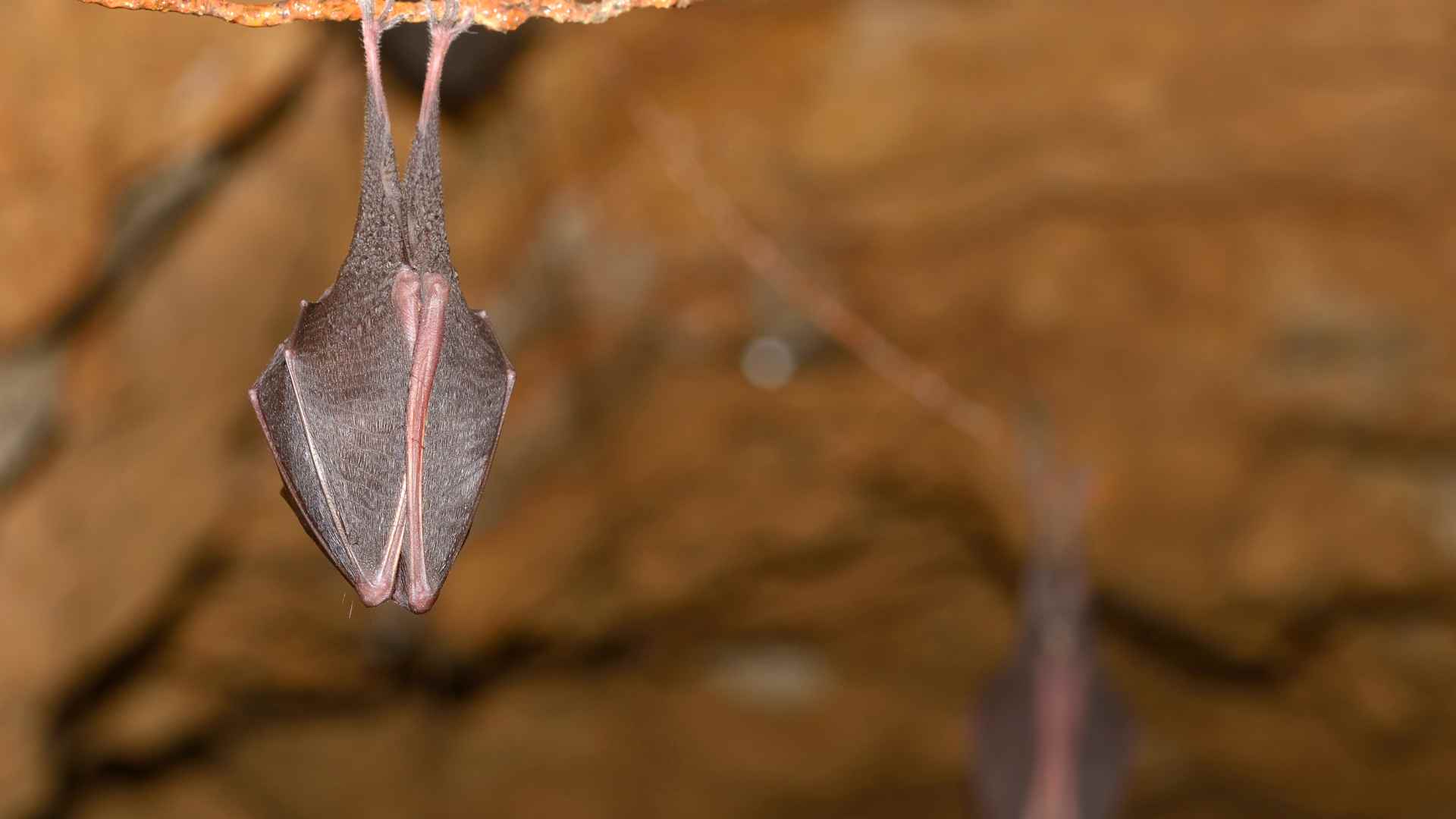 Lesser Horseshoe Bat