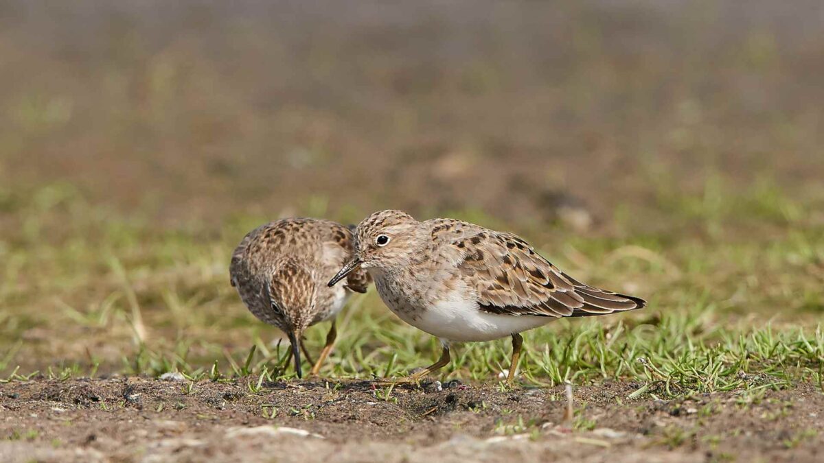 Little-stint-Calidris-minuta-1200x675 Wader Touches Down For Brief Stint in Ireland