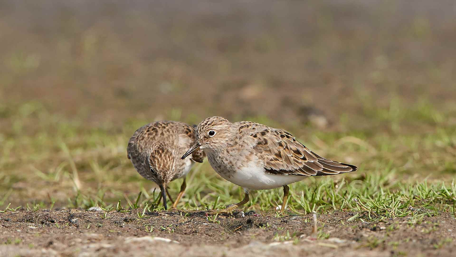 Little stint (Calidris minuta)
