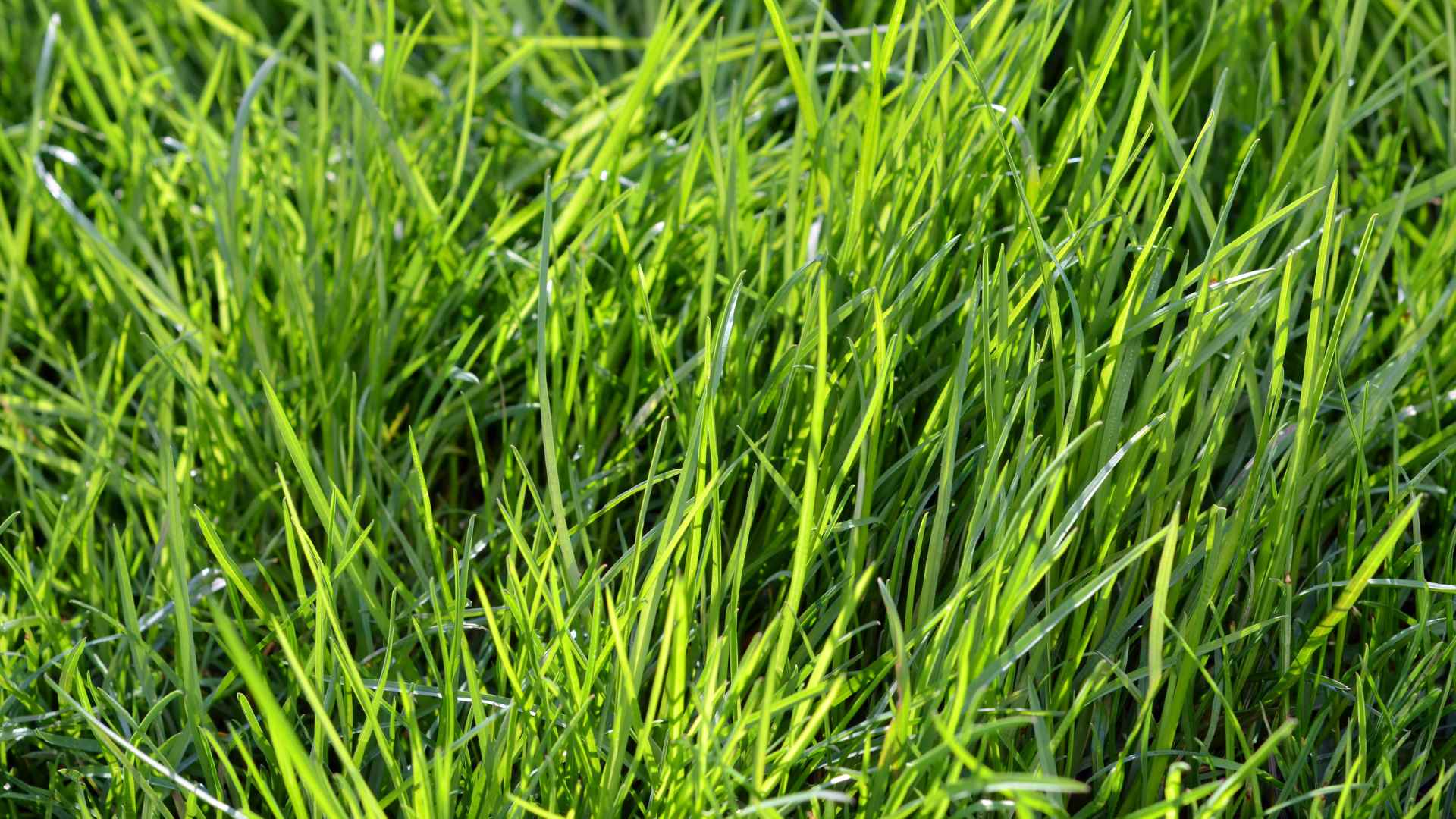 Long grass