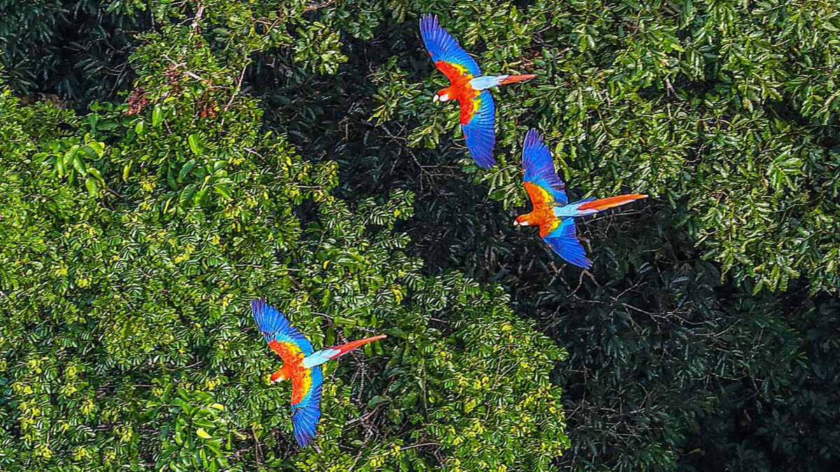 Macawa-in-the-Amazonian-Rainforest-Brazil-1200x675 Extreme Heat Linked to Sharp Tropical Bird Declines