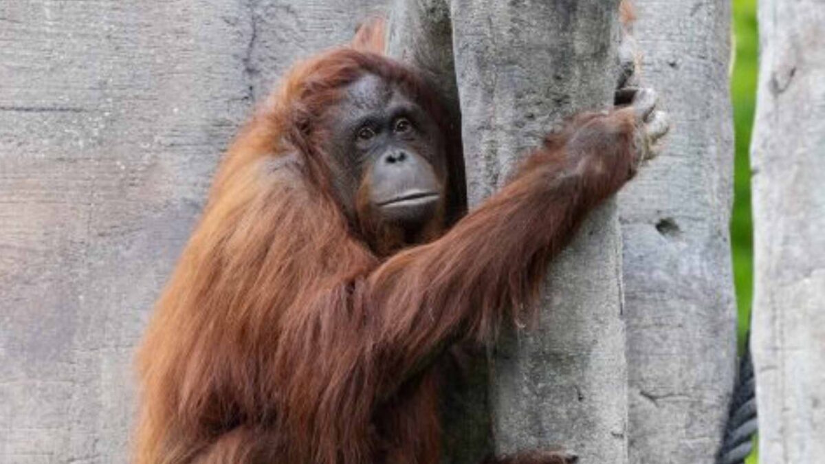 Orangatan-1-1200x675 Bornean orangutan Miri makes Dublin debut